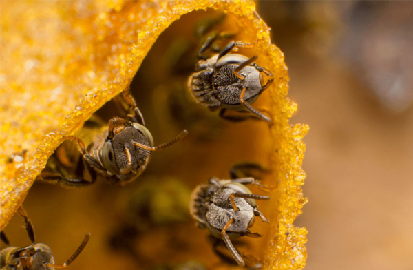 Stingless-Bee-Honey